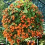 508160-begonia-sutherlandii