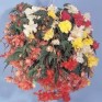 509010-begonia-tuberhybrida-non-stop-joy-mixture
