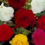509030-begonia-tuberhybrida-non-stop-mixed-f1