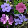 509055-barleria-obtusa