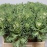 509430-brassica-oleracea-crane-feather-king-f1