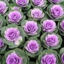509432-brassica-oleracea-crane-pink-f1