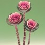 509433-brassica-oleracea-crane-rose-f1