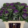 509434-brassica-oleracea-crane-ruby-f1