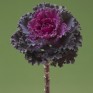 509436-brassica-oleracea-crane-ruffle-red