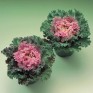 509440-brassica-oleracea-kamome-pink-f1