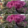 509441-brassica-oleracea-kamome-red-f1