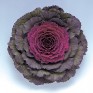 509532-brassica-oleracea-pigeon-purple-f1