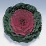 509533-brassica-oleracea-pigeon-red-f1