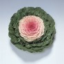 509534-brassica-oleracea-pigeon-victoria-f1