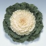 509535-brassica-oleracea-pigeon-white-f1