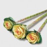 509600-brassica-oleracea-sunrise-f1