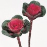509620-brassica-oleracea-sunset-f1-crane-red-f1