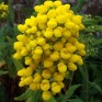 510100-calceolaria-integrifolia-goldari-f1