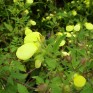 510120-calceolaria-tripartita