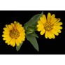 510190-calendula-arvensis