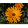 510200-calendula-officinalis-nova
