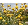 515180-craspedia-globosa-billy-buttons
