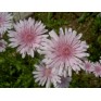 515200-crepis-rubra-rosea
