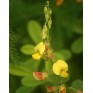 515230-crotalaria-semperflorens