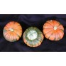 515250-cucurbita-maxima-aladdin