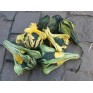 515313-cucurbita-pepo-autumn-wings-large