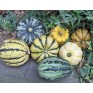 515316-cucurbita-pepo-dollop-mix