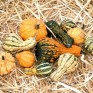 515317-cucurbita-pepo-dandy-mix