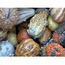 515320-cucurbita-pepo-fancy-warted-mixed