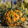 515330-cucurbita-pepo-frederic-orange-warted