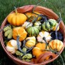 515335-cucurbita-pepo-galaxy-stars-f1
