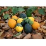 515346-cucurbita-pepo-goblin-eggs