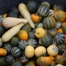 515370-cucurbita-pepo-small-fruits-mixed-kleinvruchtige
