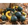 515384-cucurbita-pepo-koshare-yellow-banded