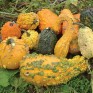 515387-cucurbita-pepo-lunch-lady