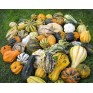 515390-cucurbita-pepo-maya-mixed