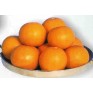 515405-cucurbita-pepo-orange-ball
