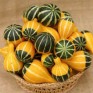 515420-cucurbita-pepo-pear-bi-color