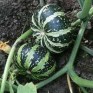 515440-cucurbita-pepo-plate-et-rayee-flat-striped