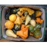 515470-cucurbita-pepo-small-formula-blend