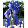 571700-aconitum-carmichaelii-var-arendsii