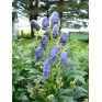 571720-aconitum-carmichaelii-var-wilsonii