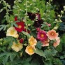 572250-alcea-ficifolia-antwerp-mixed