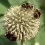586390-echinops-bannaticus-the-giant