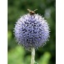 586400-echinops-ritro