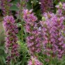 586480-echium-amoenum-eclat