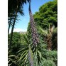 586500-echium-pininana-blue-tower-blue-steeple
