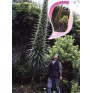 586520-echium-pininana-snow-tower