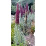 586530-echium-wildpretii