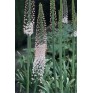 586850-eremurus-robustus